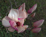 Japanese Magnolia Blossoms