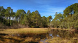 Jacksonville Arboretum and Gardens #1