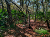 Jacksonville Arboretum and Gardens #2