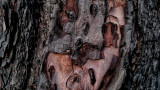 After the Fire II