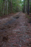 Path in the Forest 7.jpg