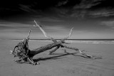 Little Talbot Island  BW #3