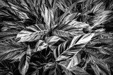 Shrubs in BW