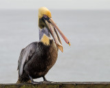 Pelican Gulp #1
