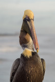 Pelican Gulp #3