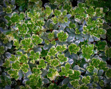 Leaves on the Hedge