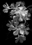 Oleander Blossoms #4 BW