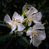 Oleander Blossoms #7