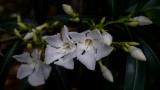 Oleander Blossoms #8