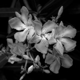 Oleander Blossoms #9 BW