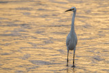 Egret in Lava Flow