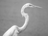BW Snowy Egret