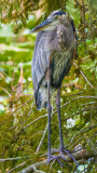 Great Blue Heron in a Cypress Tree