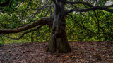 Magnolia Trunk