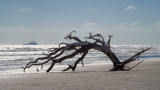 Little Talbot Island November 2015 #1