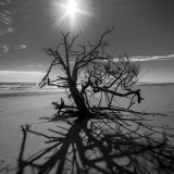 Little Talbot Island November 2015 #12