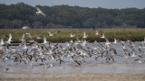 Terns on Chicopit Bay II