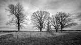 Cemetery with Trees