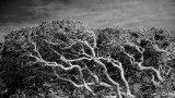 Oaks by Sea II