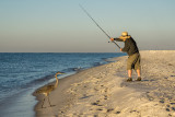 Great Blue Heron on Johnson Beach IV