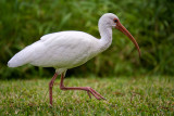 White Ibis in Lake Parker Park