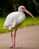 White Ibis in Lake Parker Park 2