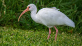 White Ibis in Lake Parker Park 3