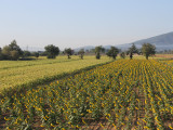 Rows of Sunflowers
