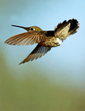 Hummingbird (1)A.jpg