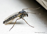 K5G9403-unidentified fly.jpg