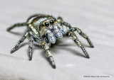 K5G9407-Metaphid Jumping Spider.jpg