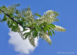 K5G9530-Mayday Tree Blossums.jpg