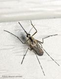 K5H5883-Mosquito.jpg