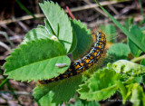 IGP0608-Tent Caterpillar.jpg