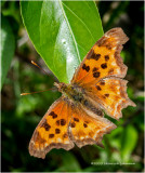 IGP1103-Question Mark.jpg