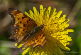 K5H4183-Question Mark.jpg