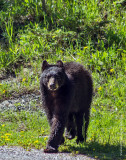 K5H0647-Black Bear.jpg