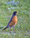 K5H1070-Robin.jpg