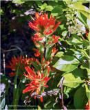 IGP0695.jpg