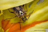 K5H7332-Plant Bug.jpg