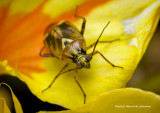 K5H7337-Plant Bug.jpg
