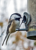 IGP8549-Black-capped Chickadee.jpg