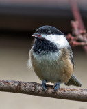 IGP8666-Black-capped chickadee.jpg