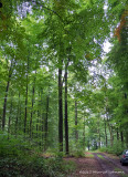 IGP3635.jpg