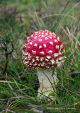 IGP3795.jpg