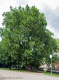 IGP4390.jpg
