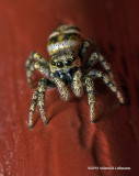 K5H7789-Metaphid Jumping Spider.jpg