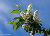 K3A5112-Mayday Tree Blossums.jpg