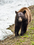 K3A8034-Black Bear.jpg