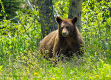 K3A8371-Black Bear.jpg